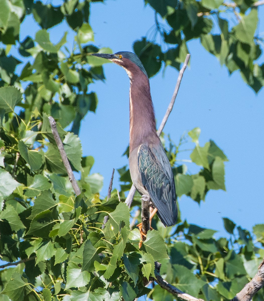 Green Heron - ML619992557