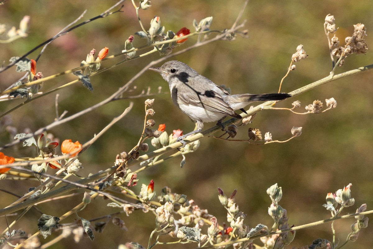 Braunaugenvireo - ML619992563