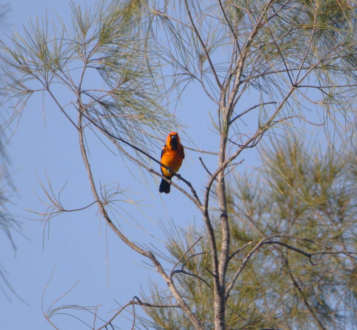 Spot-breasted Oriole - ML619992564