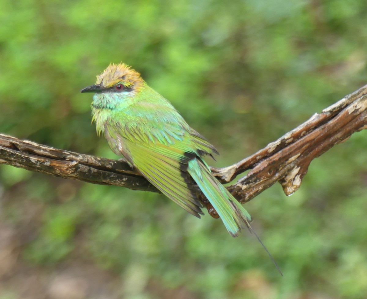 Asian Green Bee-eater - ML619992568