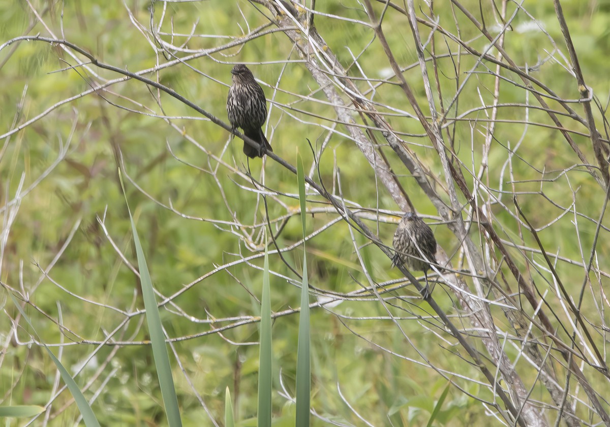 Red-winged Blackbird - ML619992572