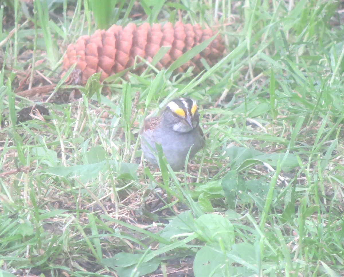 White-throated Sparrow - ML619992591