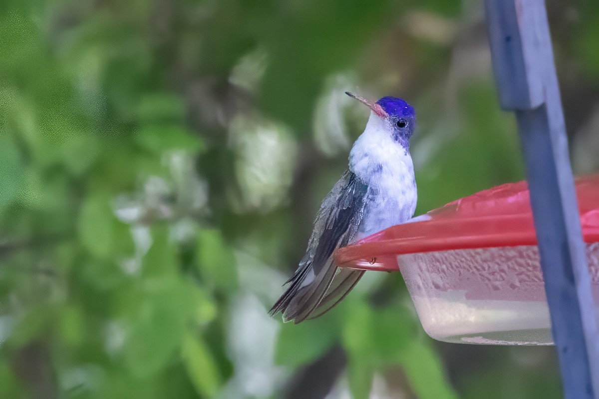 Violet-crowned Hummingbird - ML619992596