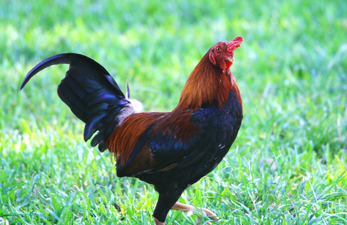 Red Junglefowl (Domestic type) - ML619992598