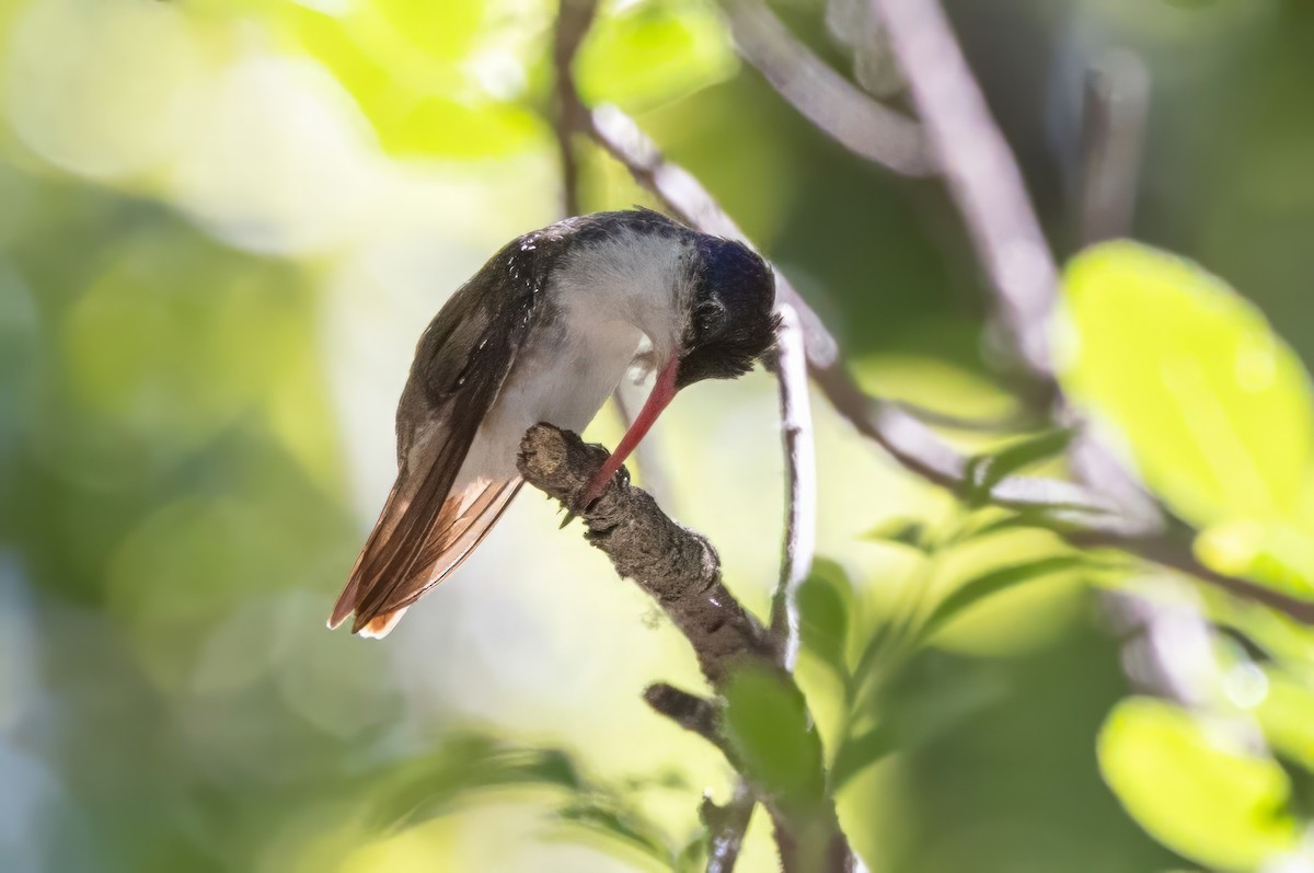 Violet-crowned Hummingbird - ML619992599