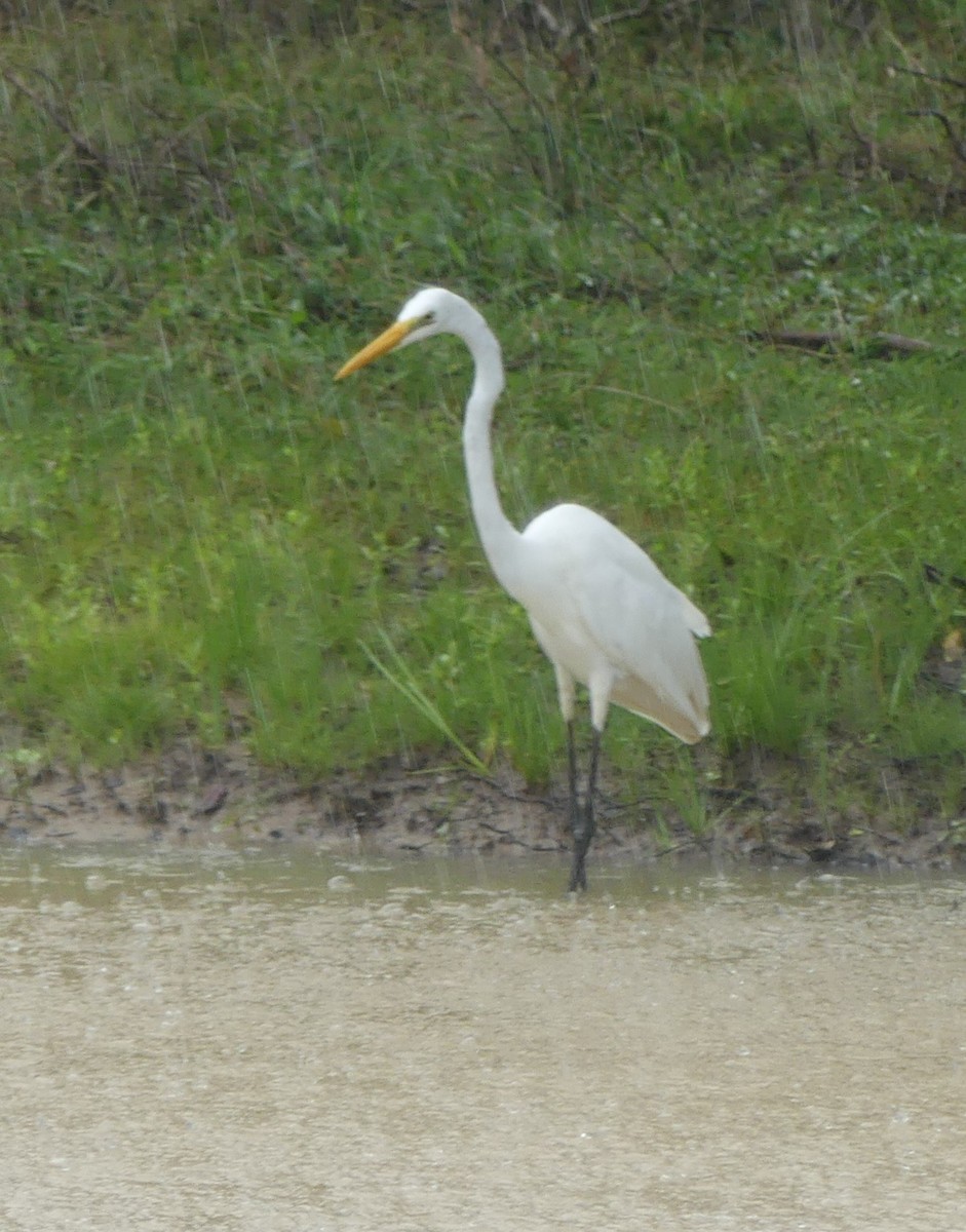 Great Egret - ML619992600