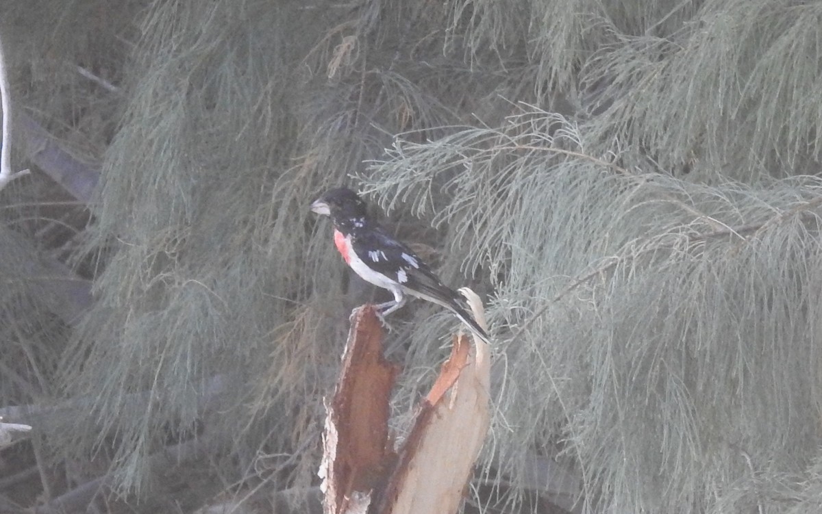 Rose-breasted Grosbeak - ML619992602