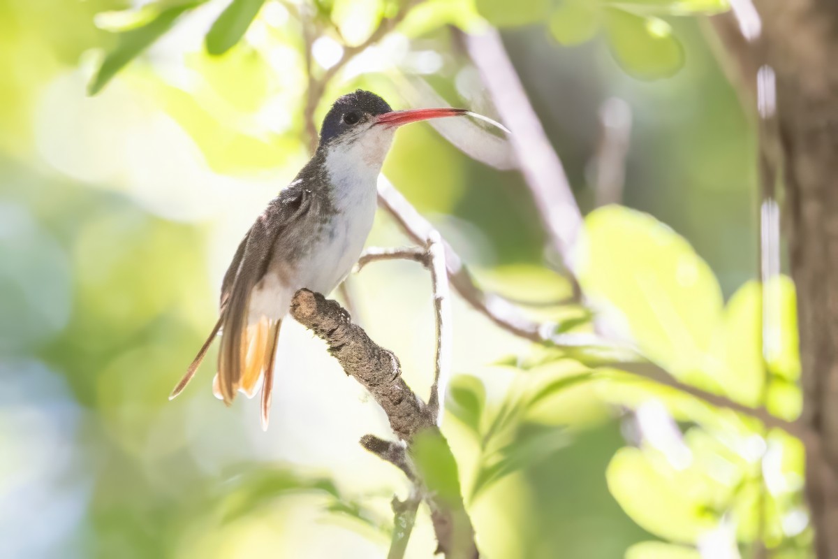 Violet-crowned Hummingbird - ML619992603