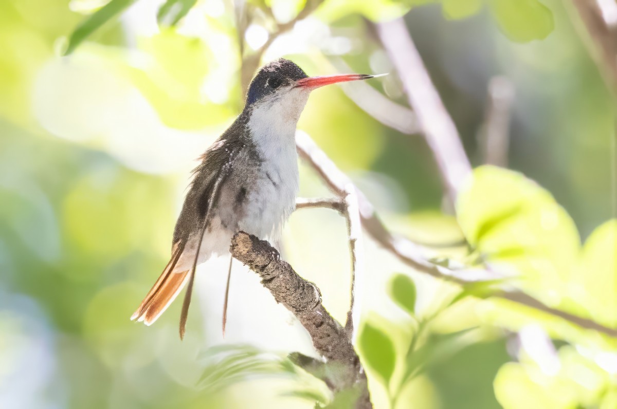 Violet-crowned Hummingbird - ML619992604