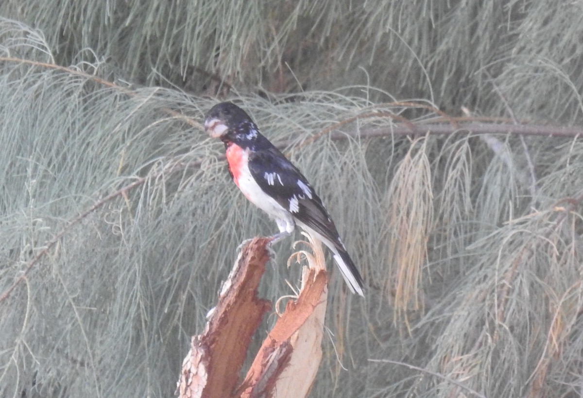 Rose-breasted Grosbeak - ML619992606