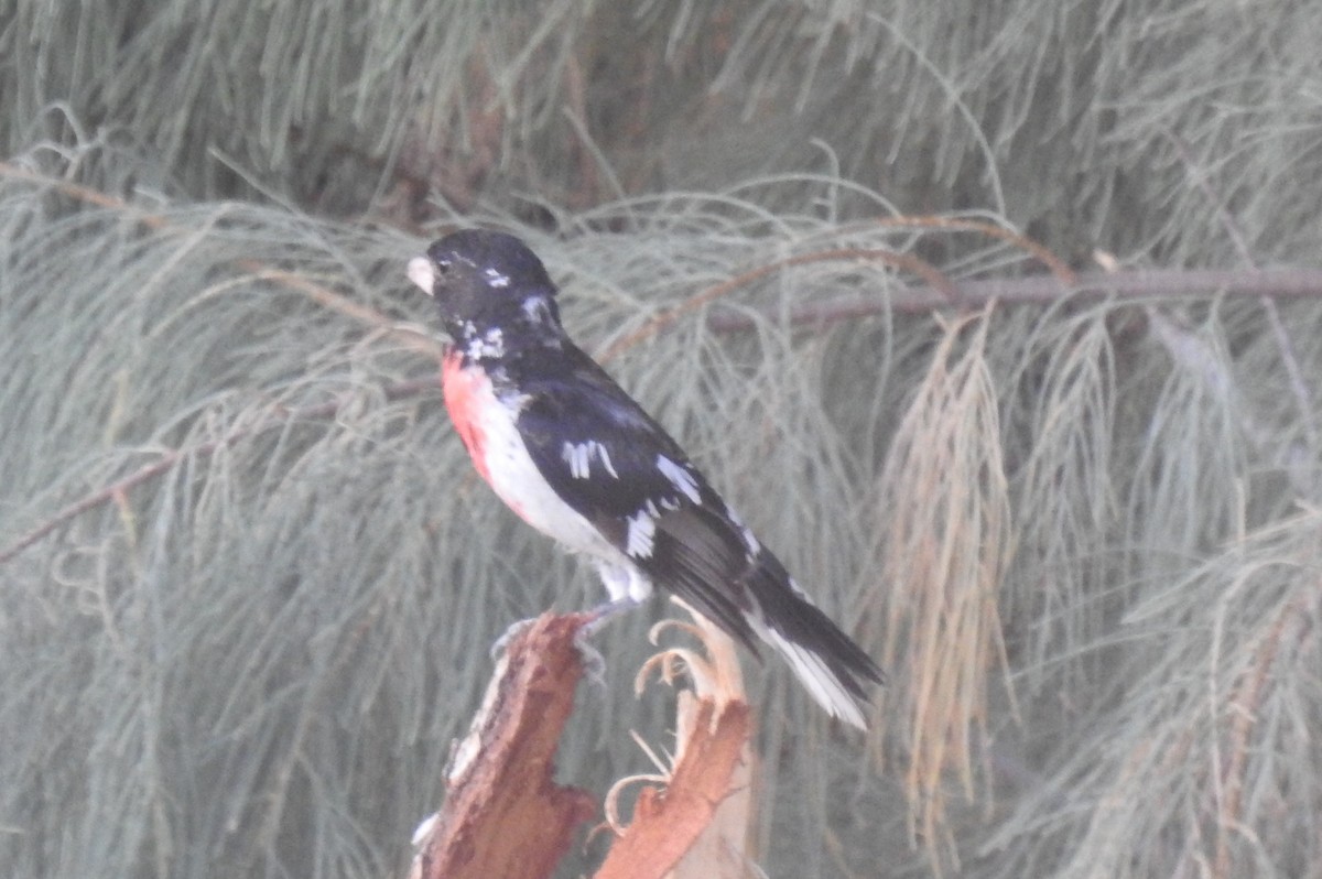 Rose-breasted Grosbeak - ML619992610