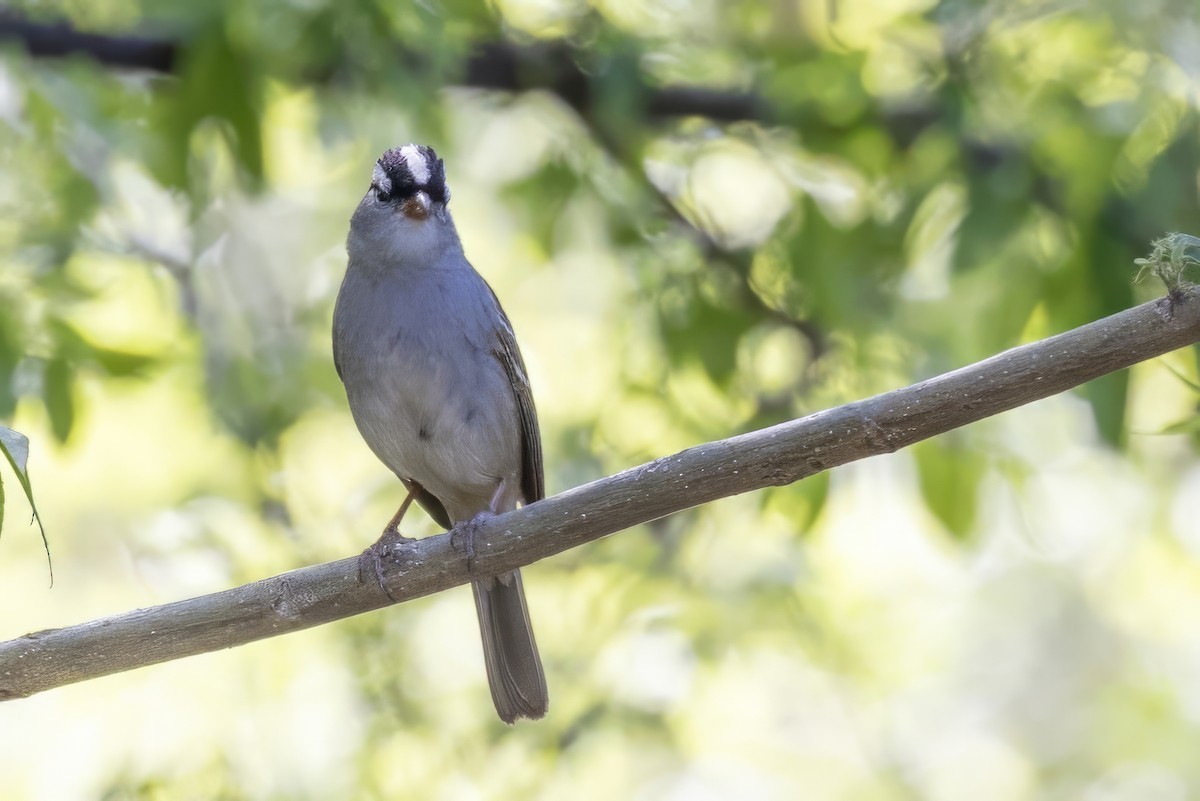 White-crowned Sparrow - ML619992622