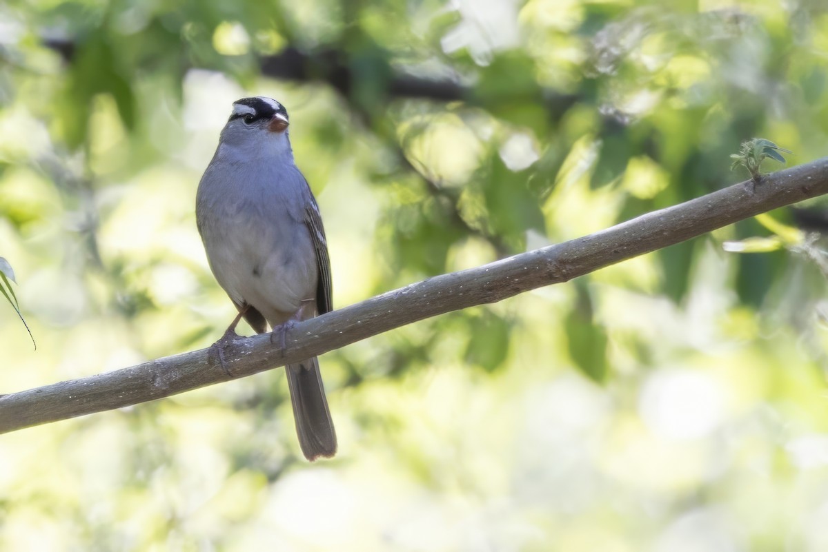 White-crowned Sparrow - ML619992623