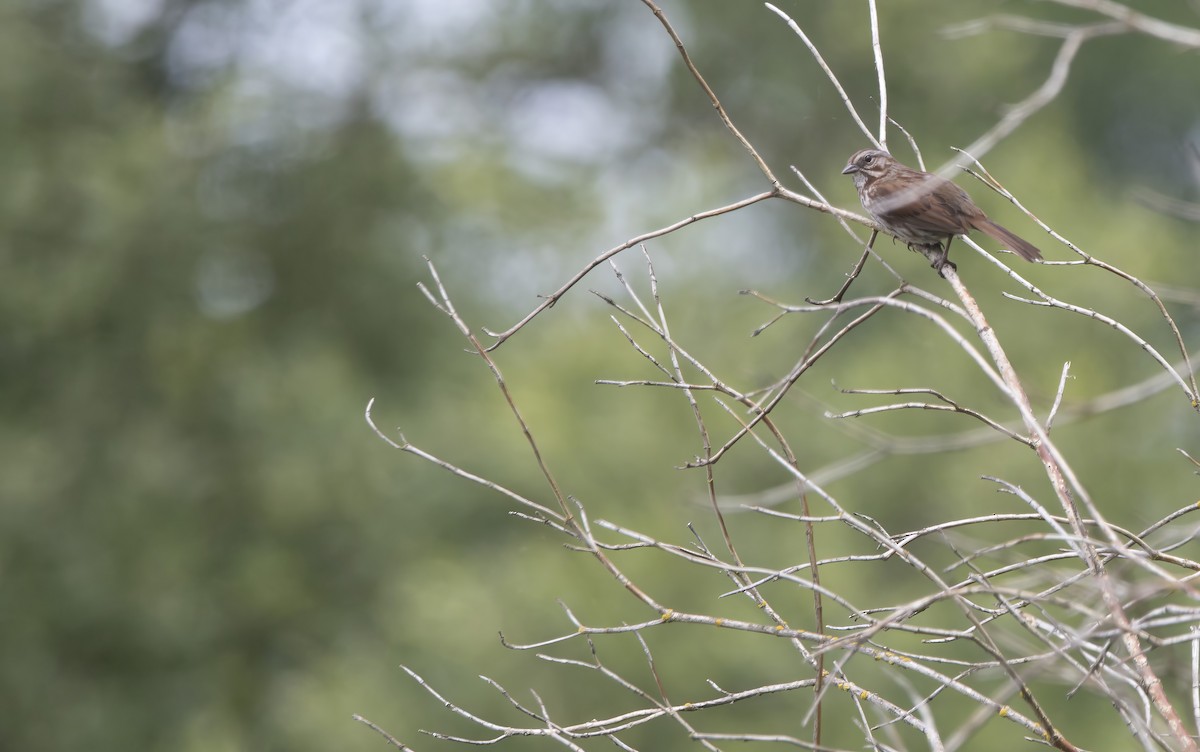 Song Sparrow - ML619992627