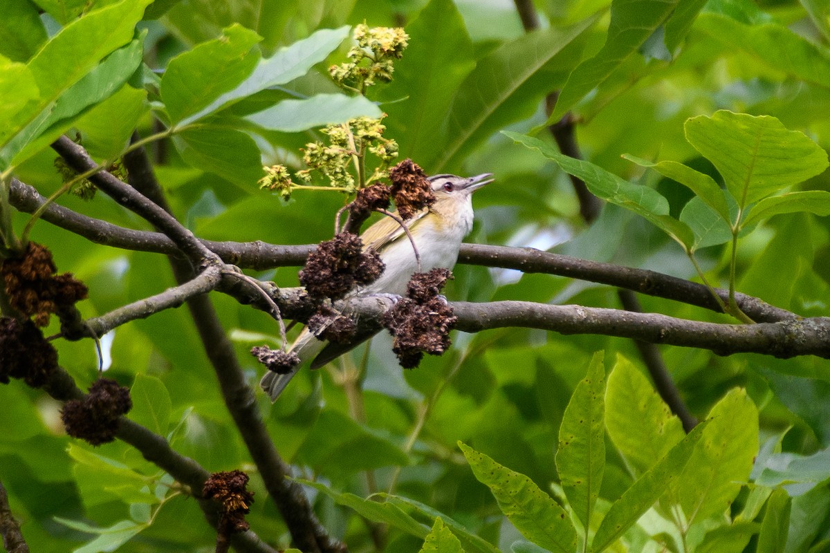 Red-eyed Vireo - ML619992628