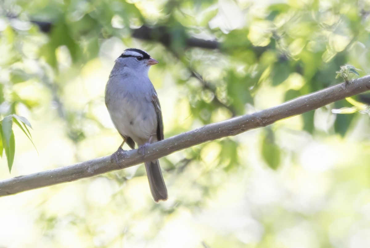 White-crowned Sparrow - ML619992630