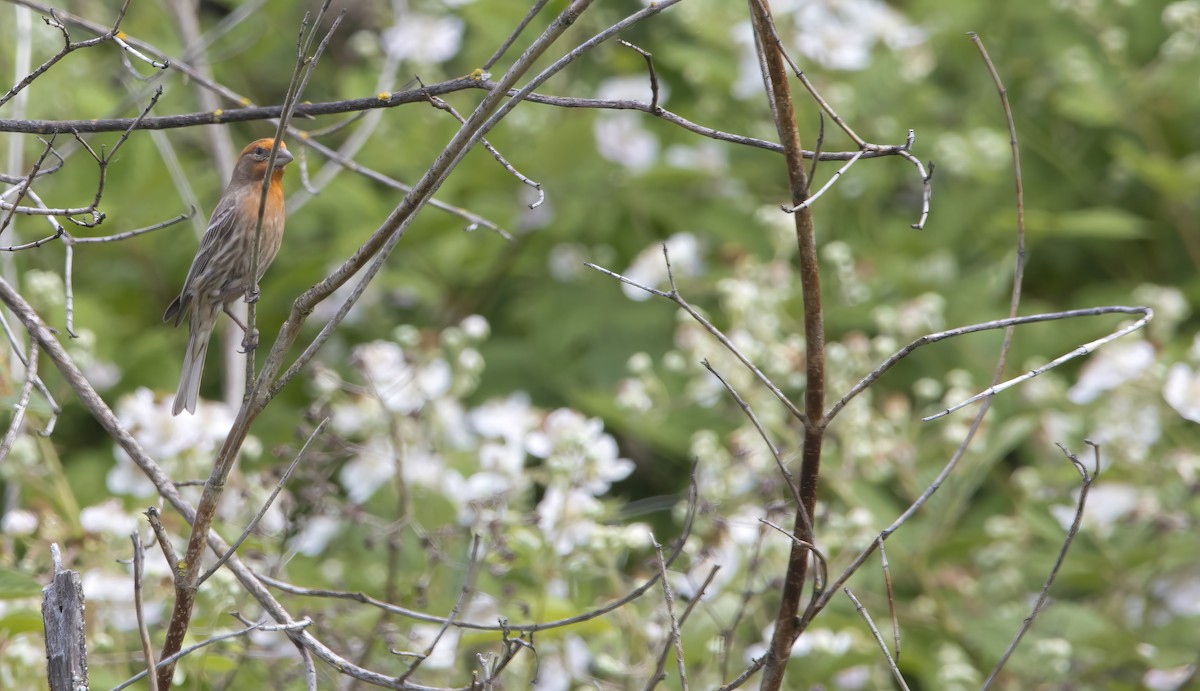 House Finch - ML619992635