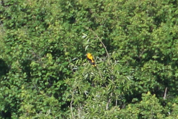 Eurasian Golden Oriole - ML619992636