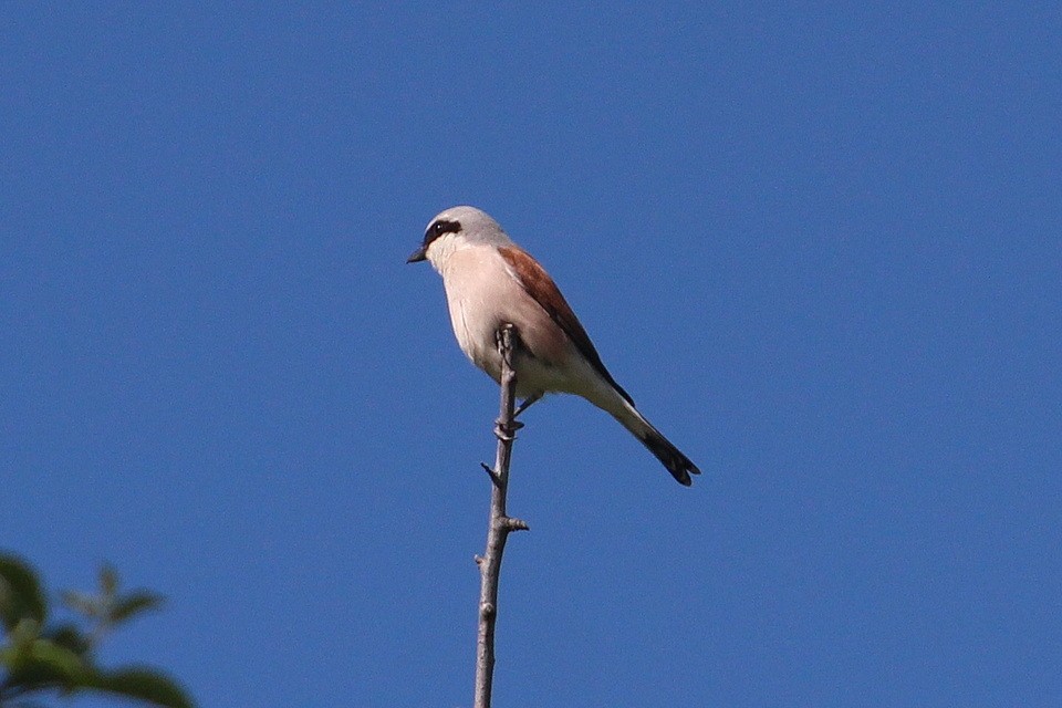 Red-backed Shrike - Vladimir Lozanov