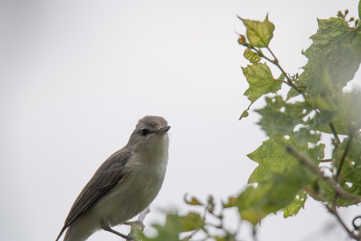 Warbling Vireo - ML619992641