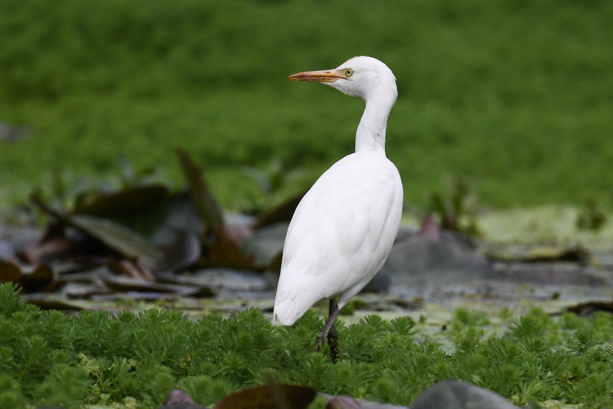 Eastern Cattle Egret - ML619992649