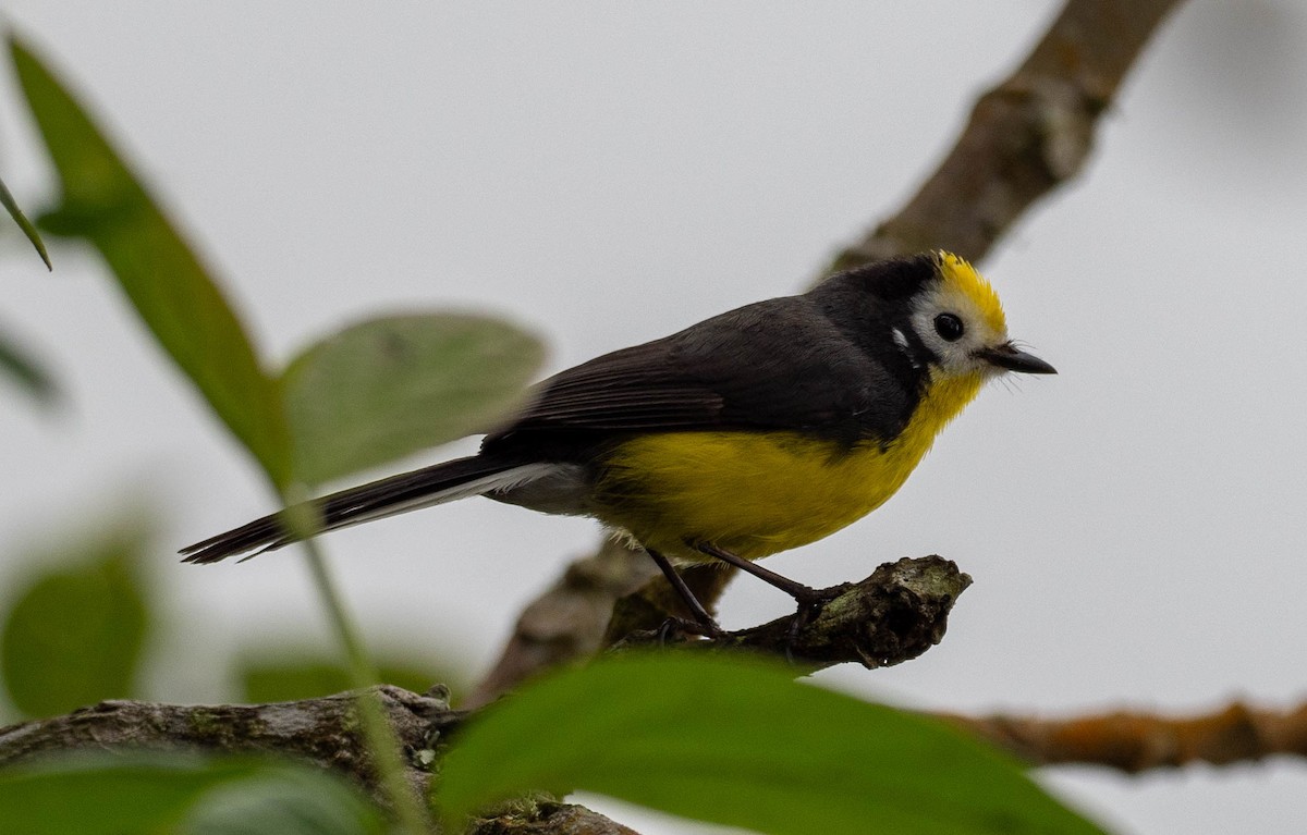 Golden-fronted Redstart - ML619992653