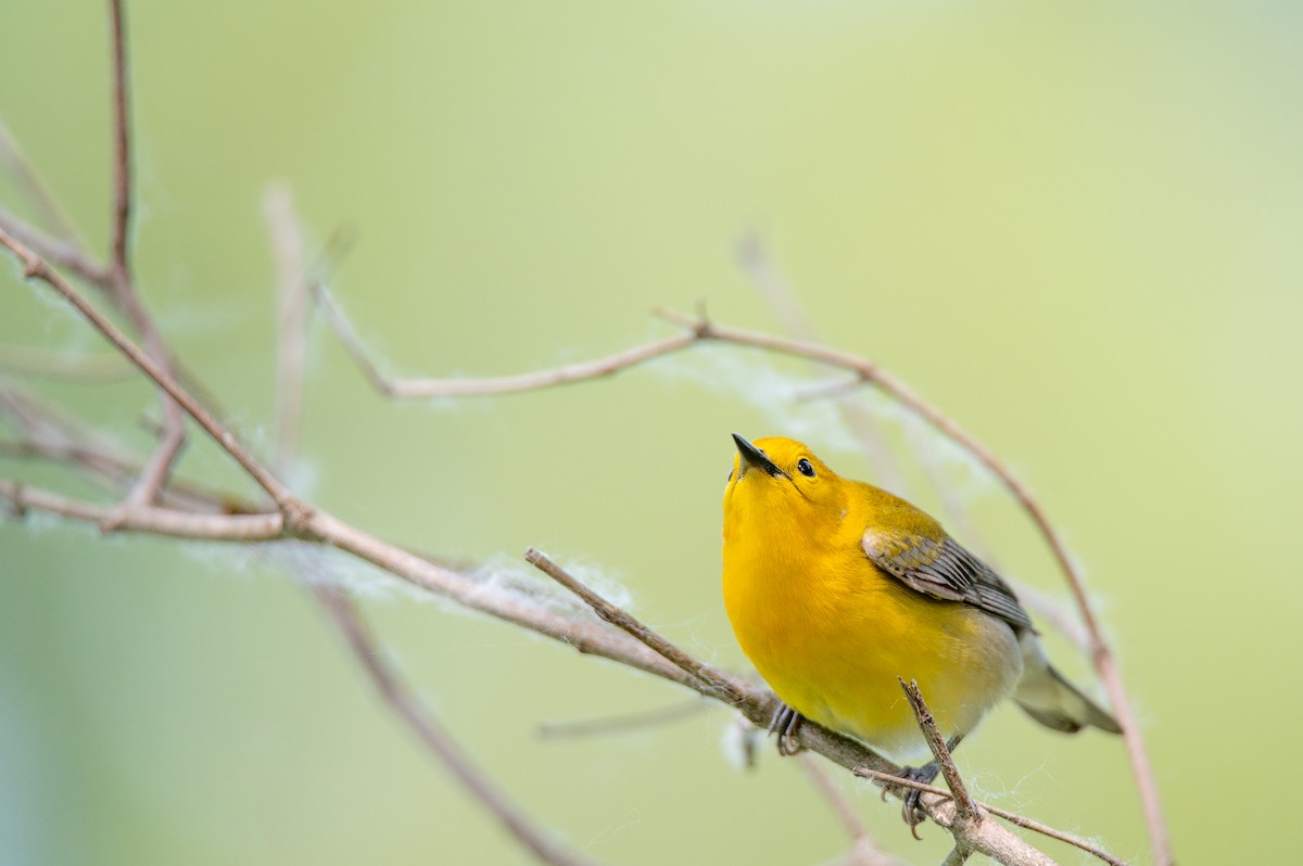 Prothonotary Warbler - ML619992655