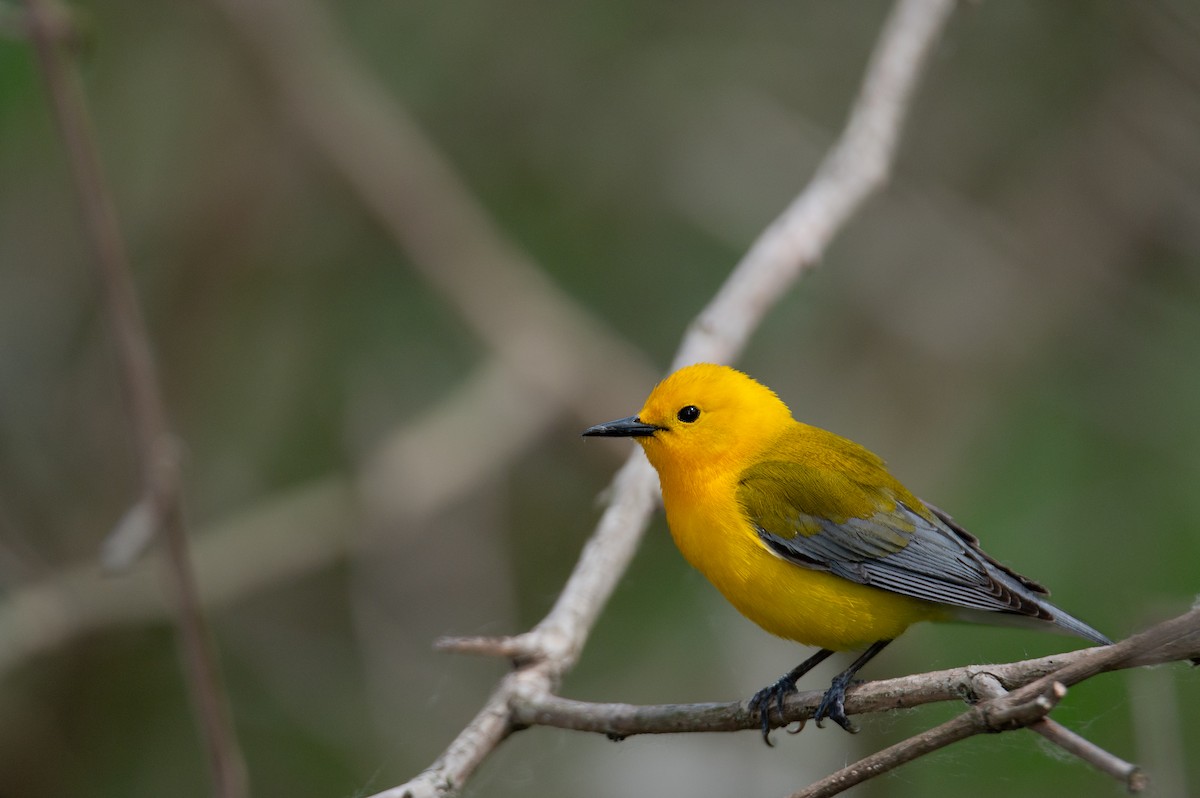 Prothonotary Warbler - ML619992656