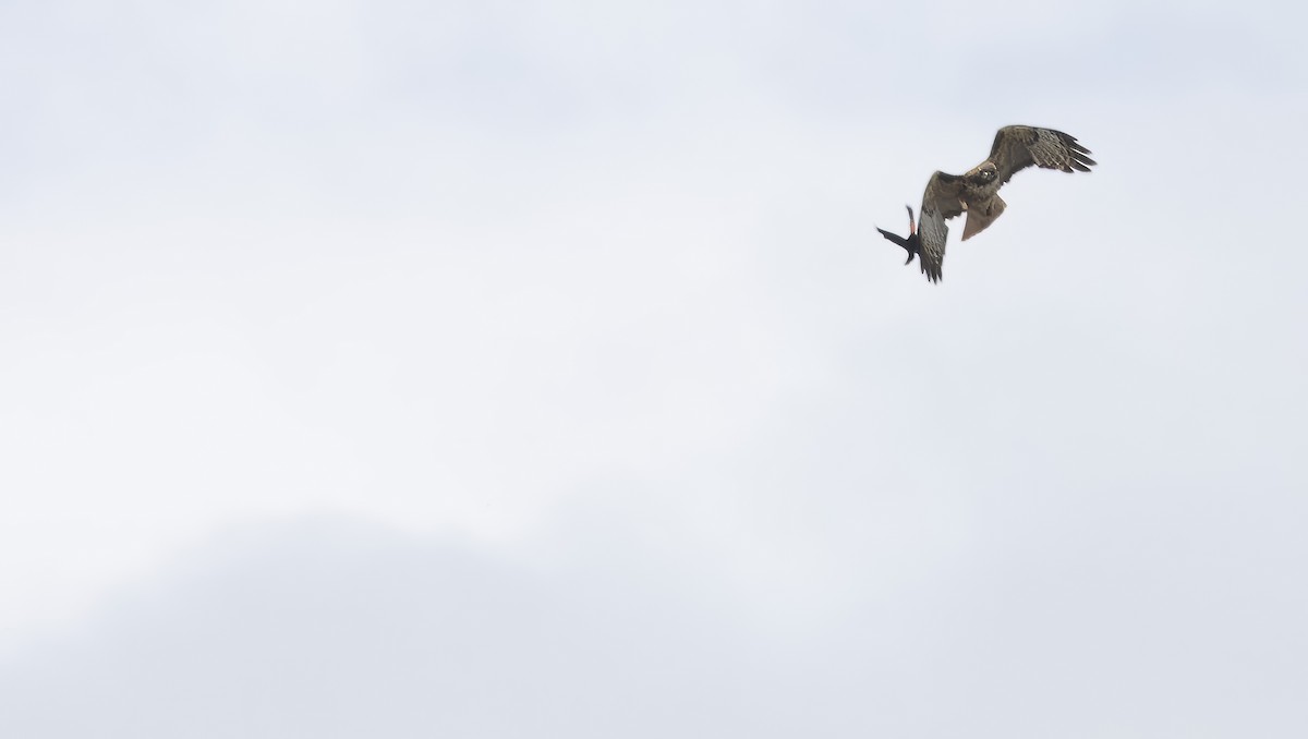 Red-tailed Hawk - ML619992657