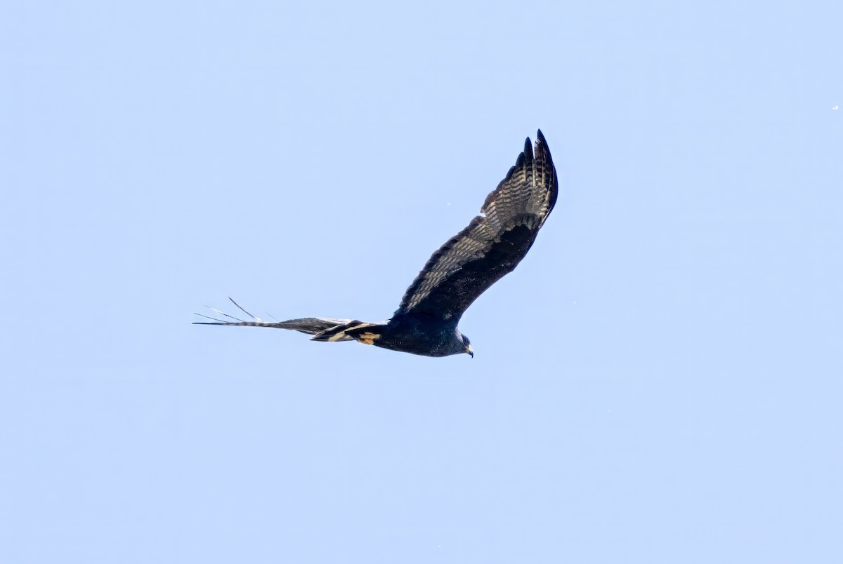 Zone-tailed Hawk - ML619992658
