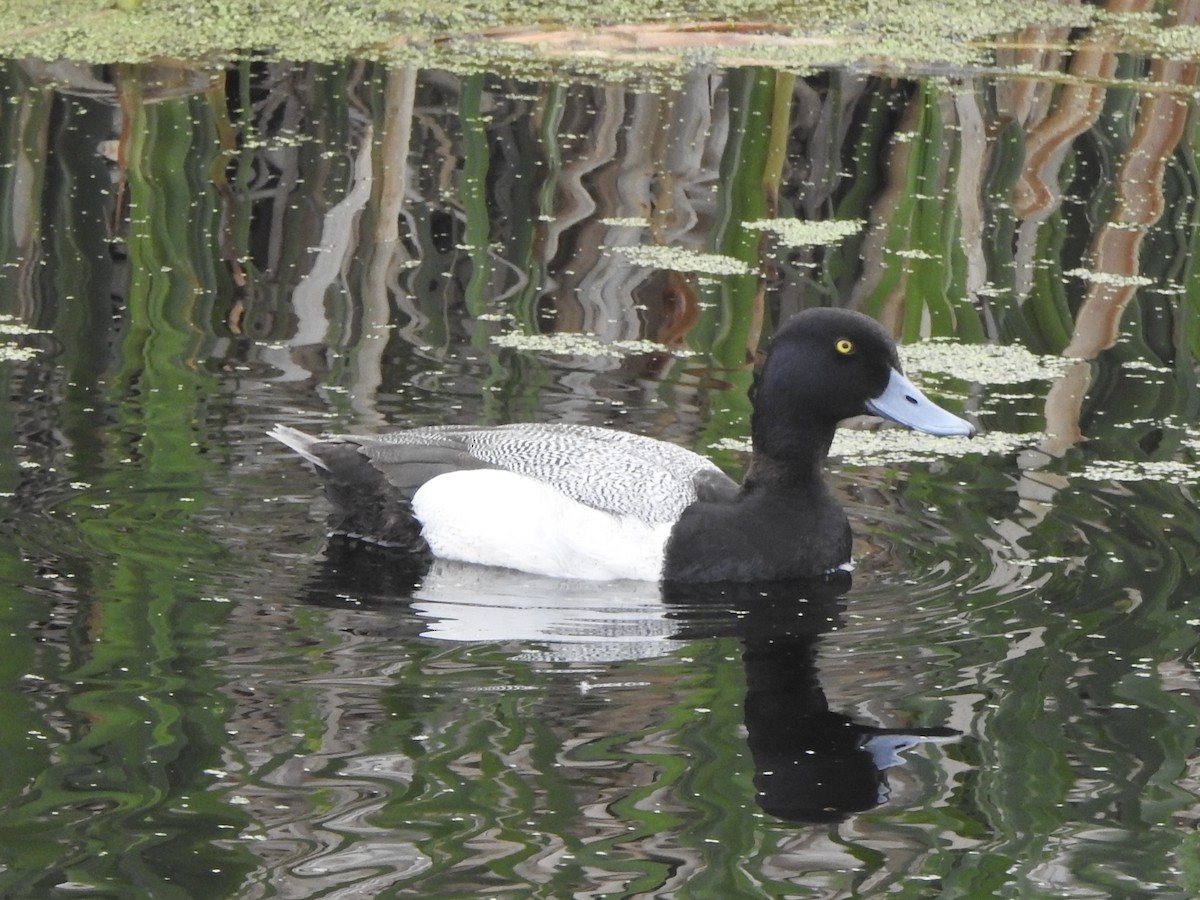 Lesser Scaup - ML619992665