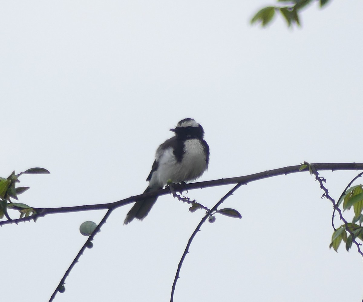White-browed Fantail - ML619992669