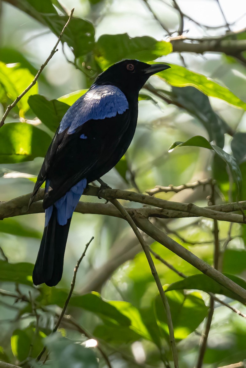 Asian Fairy-bluebird - ML619992674