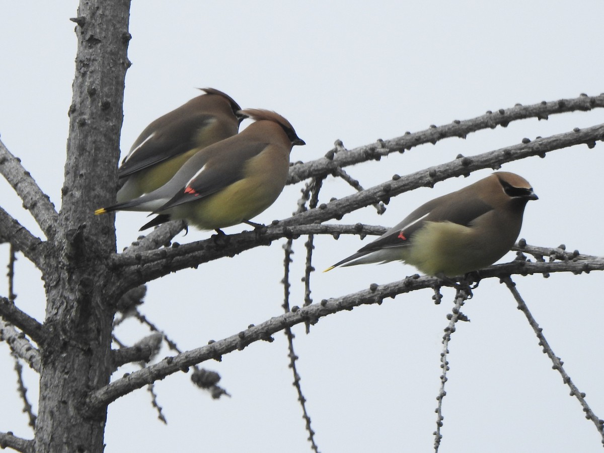 Cedar Waxwing - ML619992678