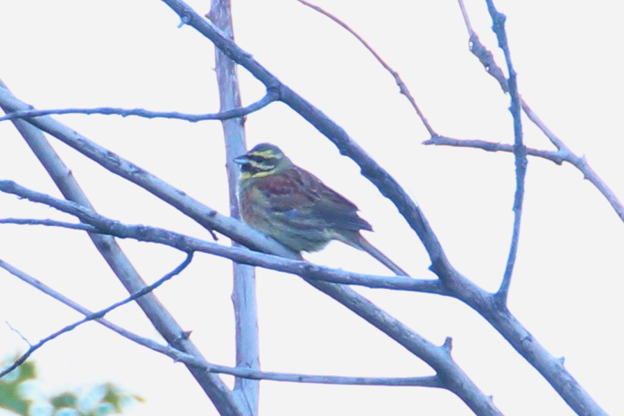 Cirl Bunting - ML619992682