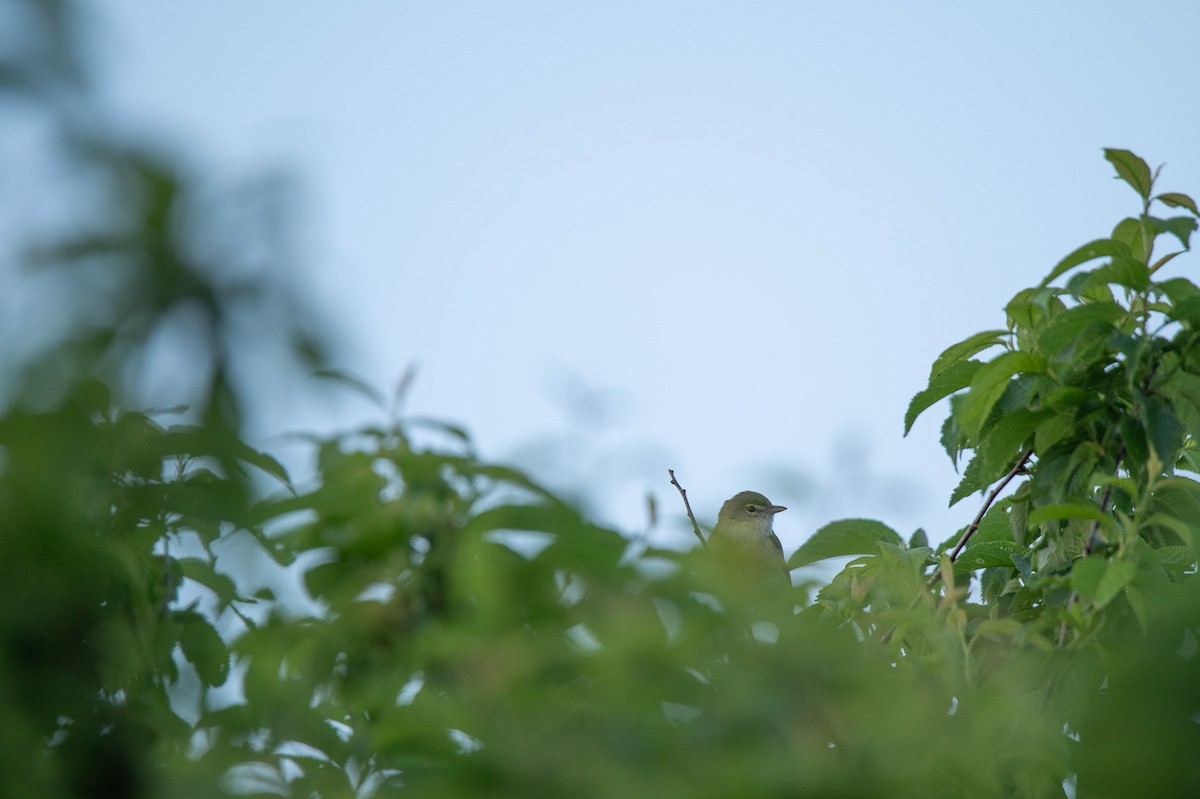 Bell's Vireo - ML619992683