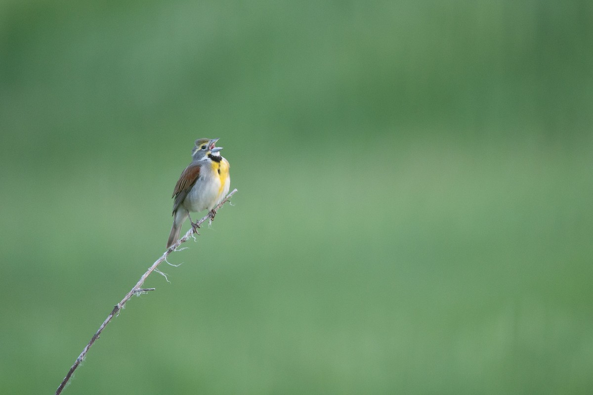 Dickcissel - Andy Wlasniewski