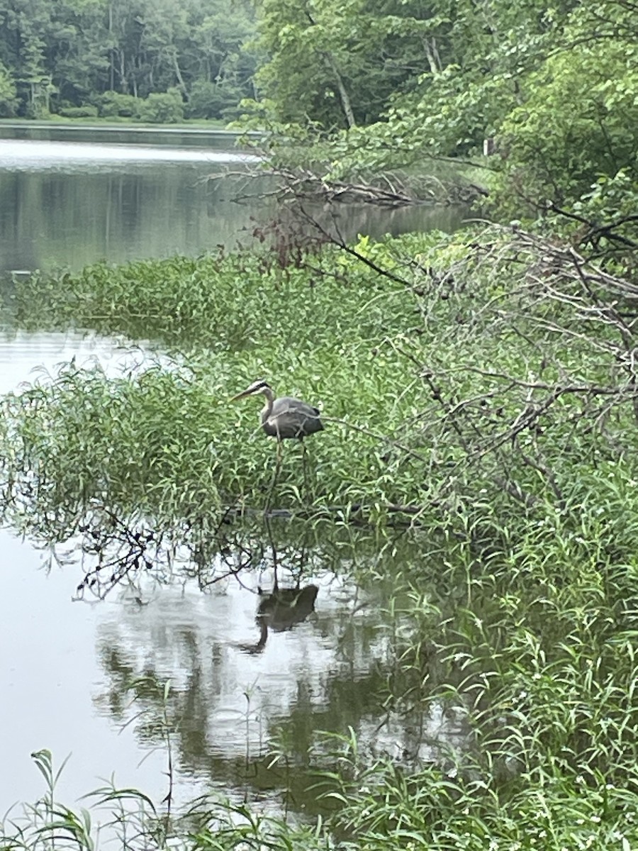 Great Blue Heron - ML619992692