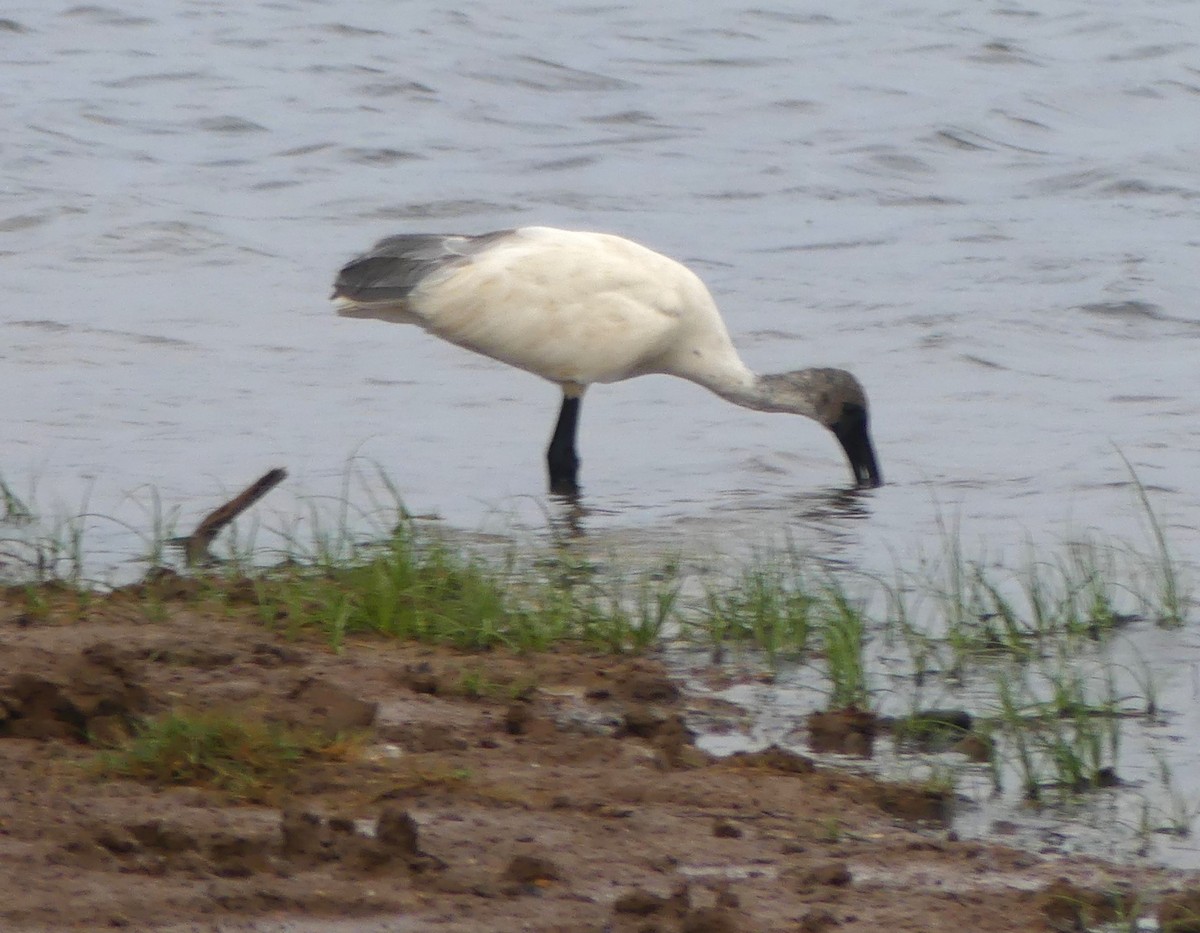 ibis černohlavý - ML619992693