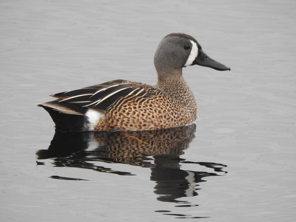 Blue-winged Teal - ML619992698