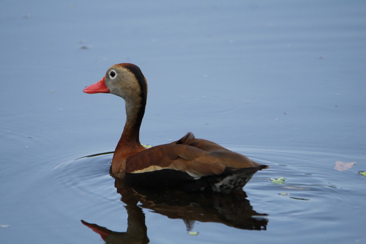 Black-bellied Whistling-Duck (fulgens) - ML619992699
