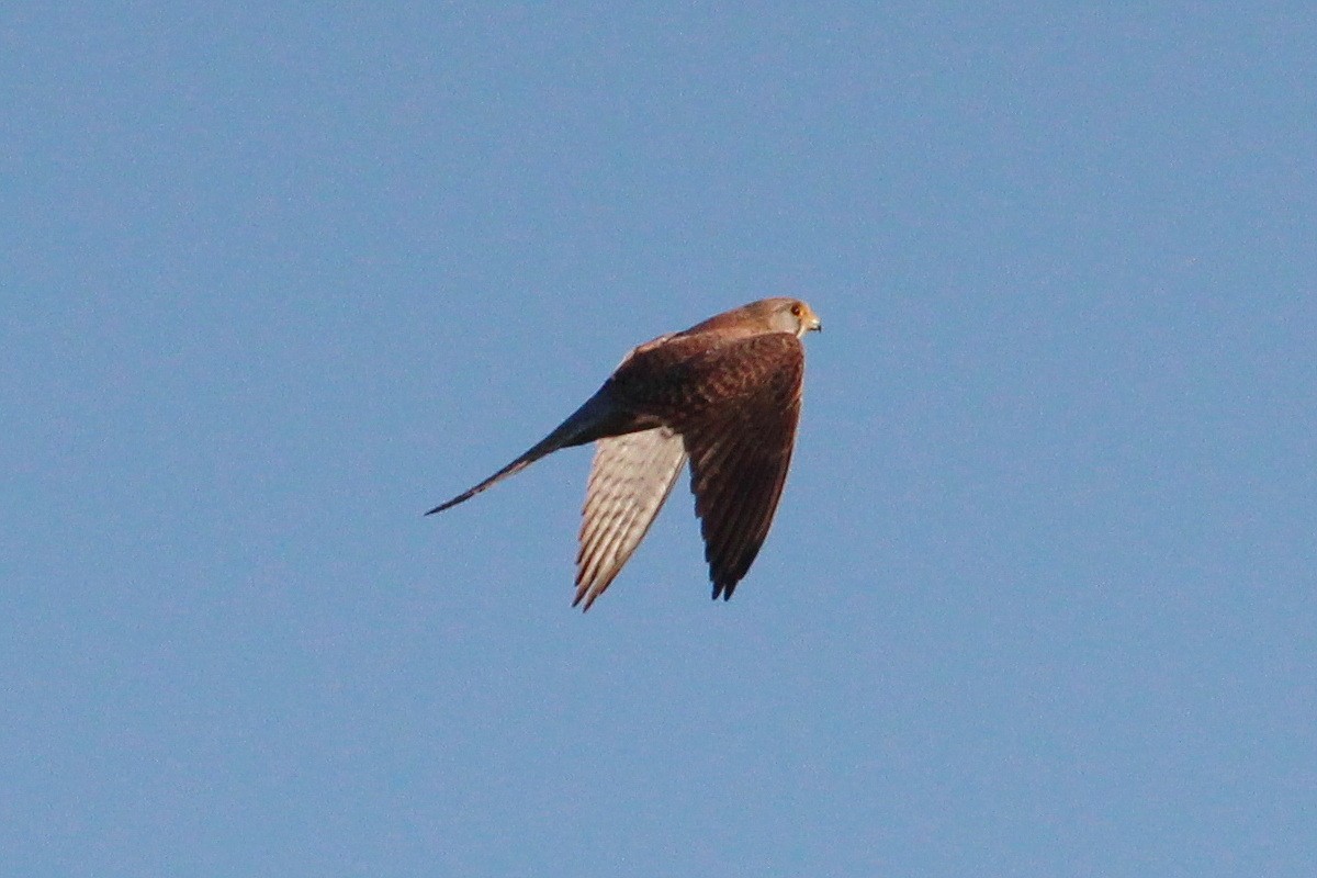 Eurasian Kestrel - ML619992700