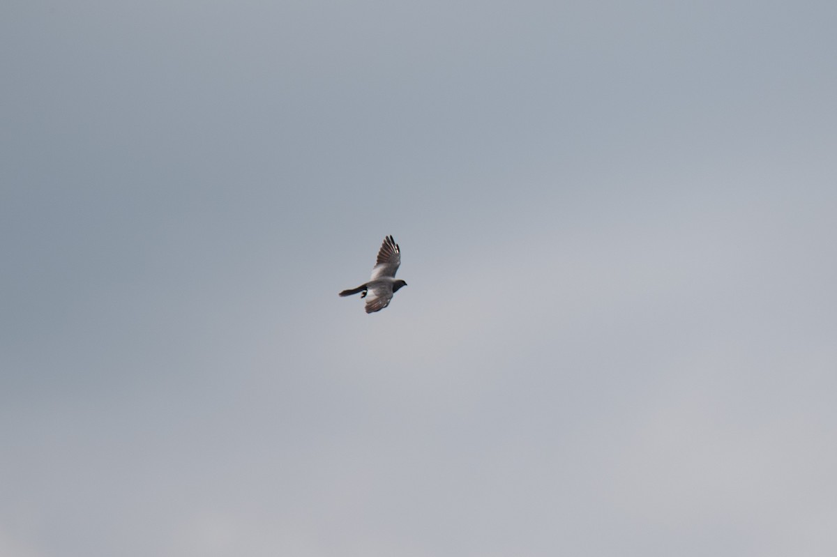 Mississippi Kite - ML619992705