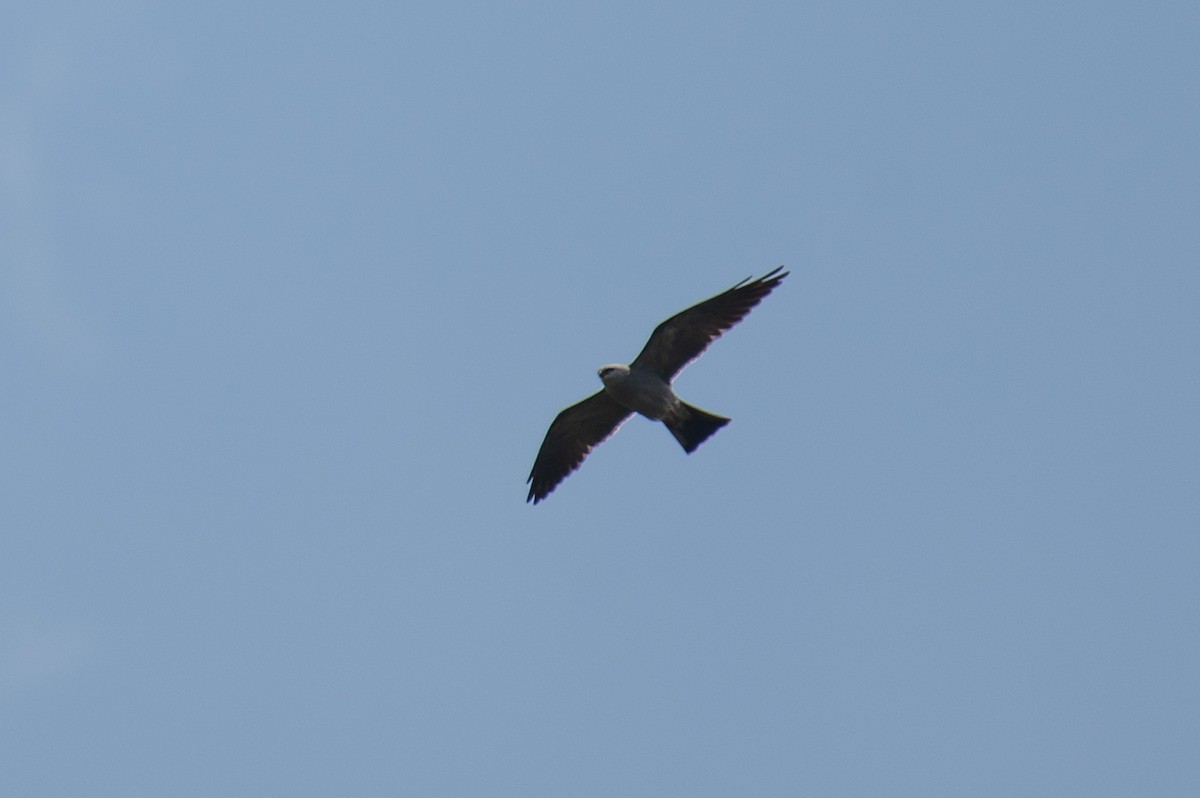 Mississippi Kite - Andy Wlasniewski