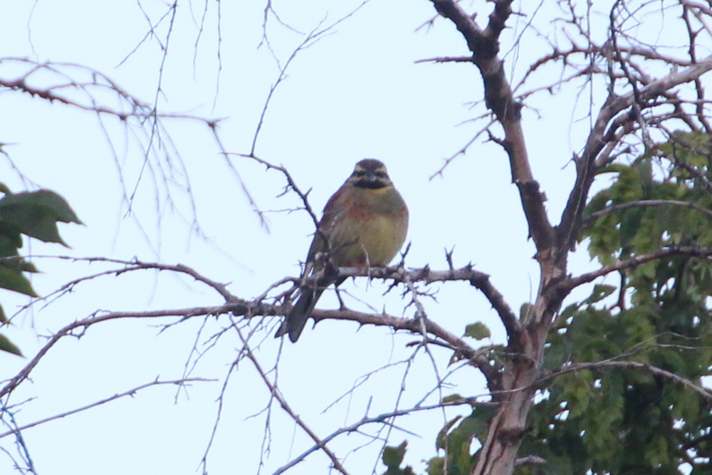 Cirl Bunting - ML619992707