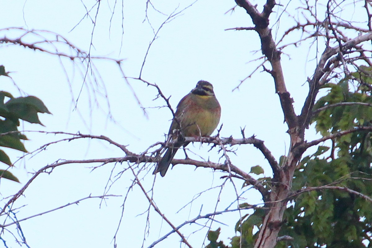 Cirl Bunting - ML619992708