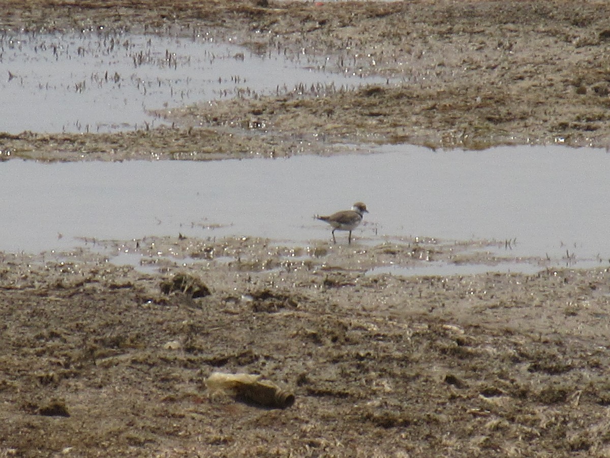 Little Ringed Plover - ML619992710