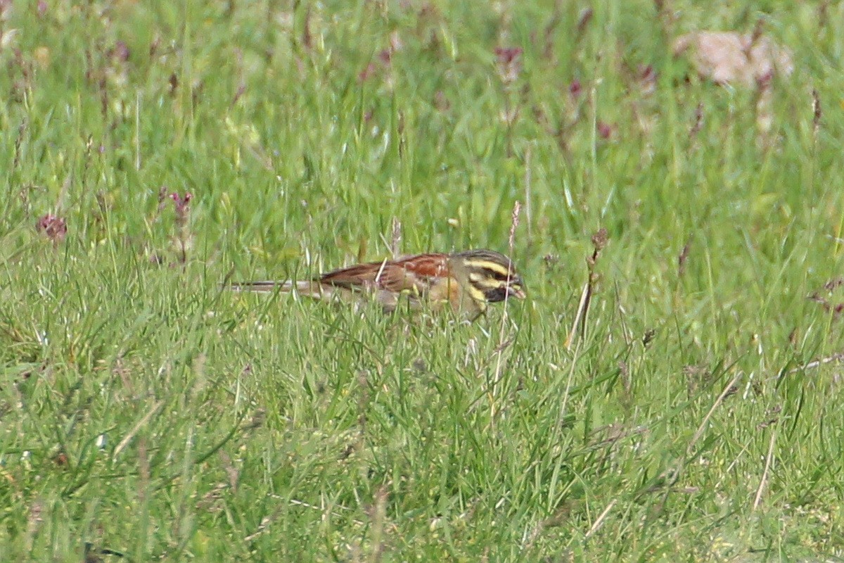 Cirl Bunting - ML619992720