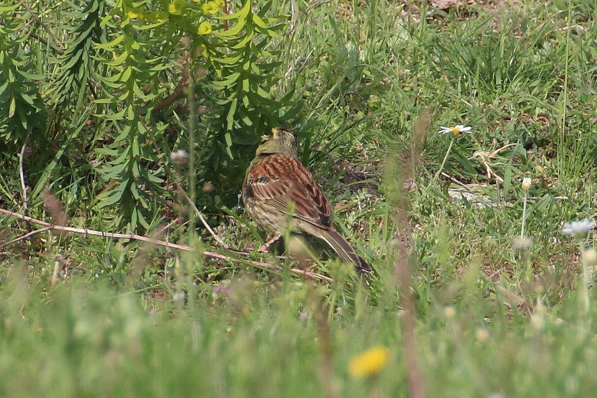 Cirl Bunting - ML619992721