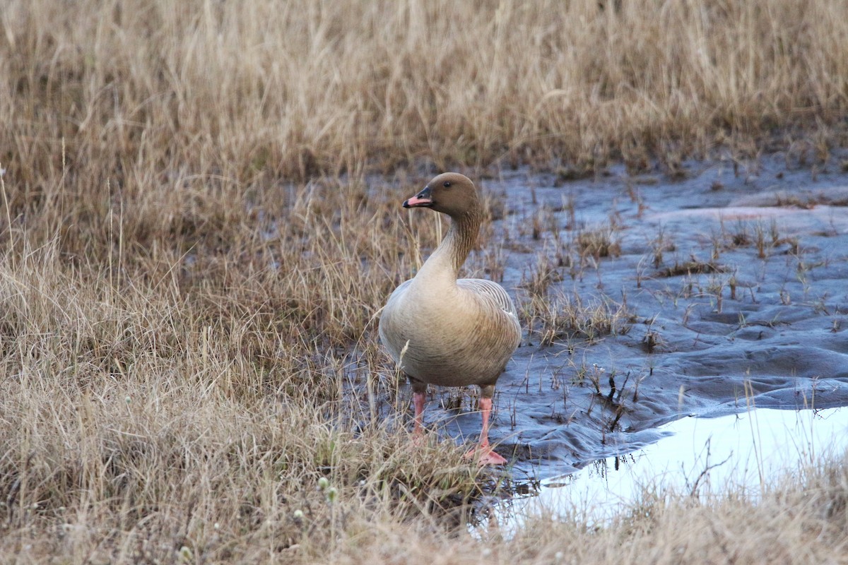 Pink-footed Goose - ML619992722